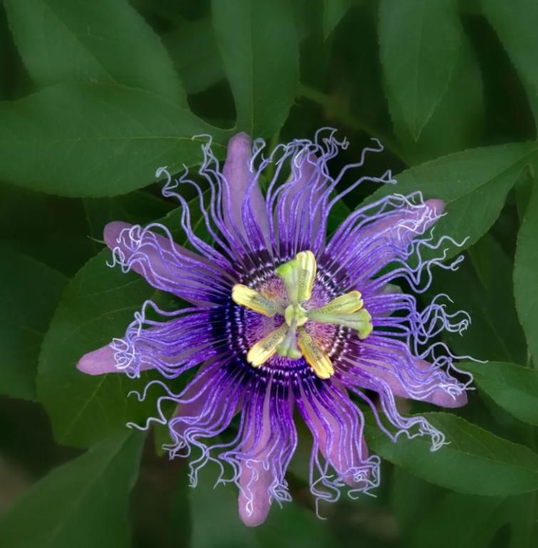 🌸 Krishna Kamal (Passion Flower) Seeds - (Pack of 20)