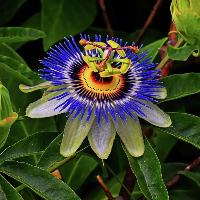 🌸 Krishna Kamal (Passion Flower) Seeds - (Pack of 20)