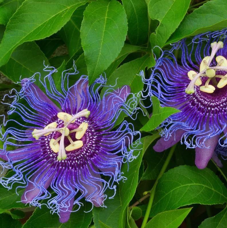 🌸 Krishna Kamal (Passion Flower) Seeds - (Pack of 20)