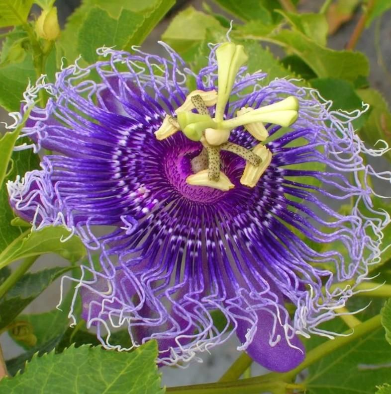 🌸 Krishna Kamal (Passion Flower) Seeds - (Pack of 20)