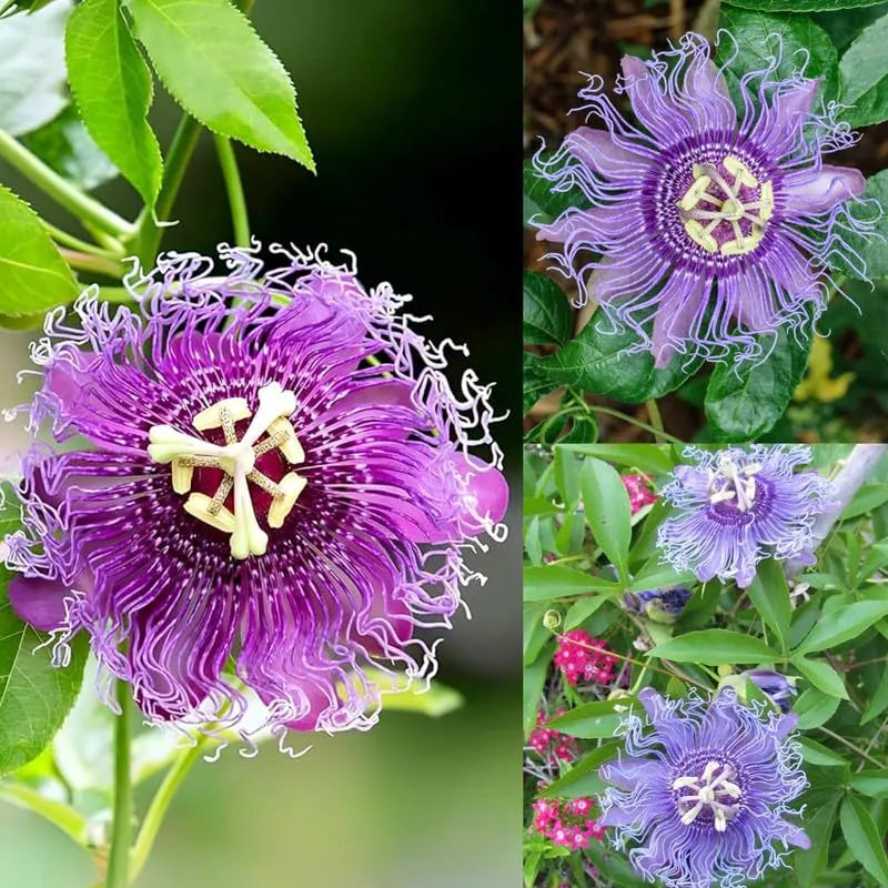 🌸 Krishna Kamal (Passion Flower) Seeds - (Pack of 20)