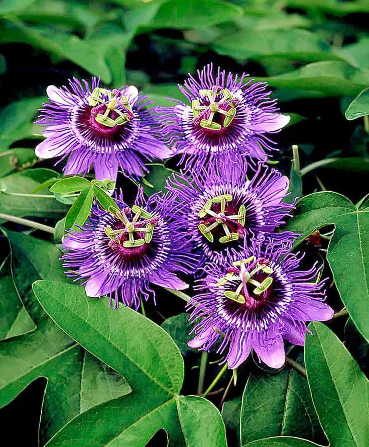🌸 Krishna Kamal (Passion Flower) Seeds - (Pack of 20)