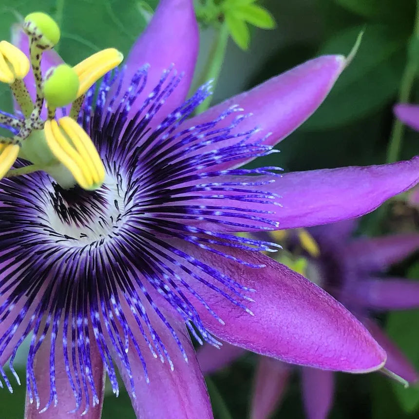 🌸 Krishna Kamal (Passion Flower) Seeds - (Pack of 20)